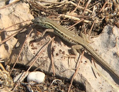 Ophisops elegans macrodactylus