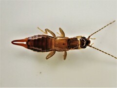 Nesogaster halli