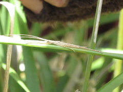 Zaprochilus australis