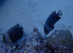 Chaetodon reticulatus