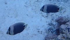 Chaetodon reticulatus