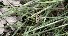 Diasemia