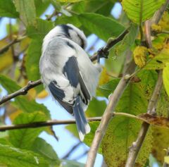 Cyanistes cyanus