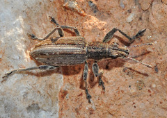 Charagmus intermedius