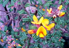 Pultenaea scabra