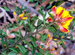 Pultenaea scabra
