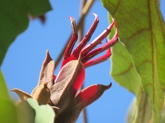 Chiranthodendron pentadactylon