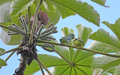 Forpus conspicillatus