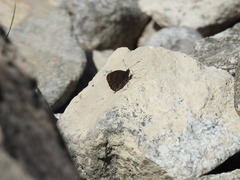 Erebia montanus