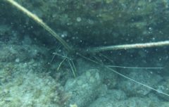 Panulirus versicolor