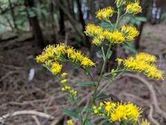 Solidago arguta arguta