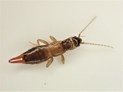 Nesogaster halli