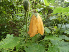 Cucurbitales