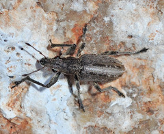 Charagmus intermedius