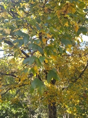 Acer monspessulanum