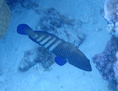 Cephalopholis argus