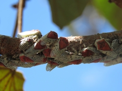 Metcalfiella