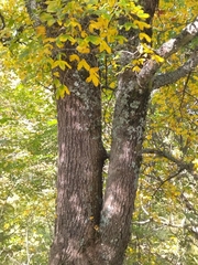 Acer monspessulanum