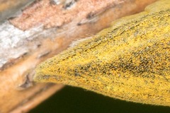 Lixus iridis
