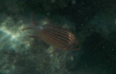 Sargocentron diadema