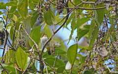 Hemithraupis flavicollis