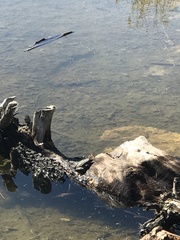 Pelophylax kurtmuelleri