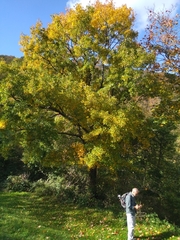 Acer monspessulanum