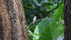 Muscicapa sibirica