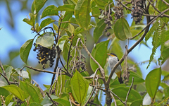 Hemithraupis flavicollis
