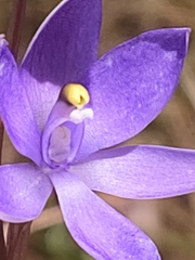 Thelymitra macrophylla