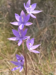 Thelymitra macrophylla