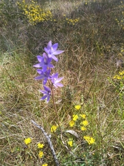 Thelymitra macrophylla