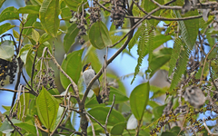 Hemithraupis flavicollis