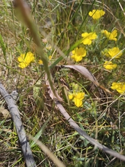 Thelymitra macrophylla