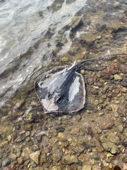 Hemitrygon bennettii