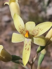 Thelymitra villosa