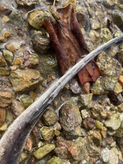 Hemitrygon bennettii