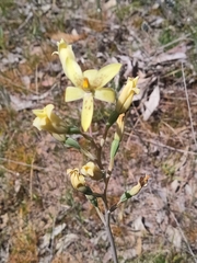 Thelymitra villosa