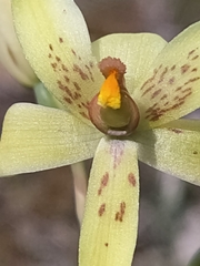 Thelymitra villosa