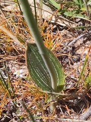 Thelymitra villosa