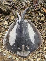 Hemitrygon bennettii