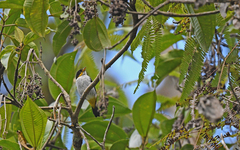 Hemithraupis flavicollis