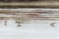 Calidris pugnax