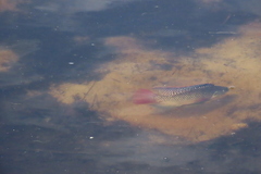 Oreochromis aureus