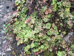 Crassula orbicularis