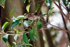 Passer montanus