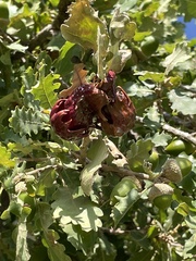 Andricus dentimitratus