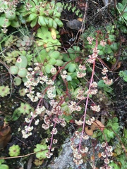 Crassula orbicularis