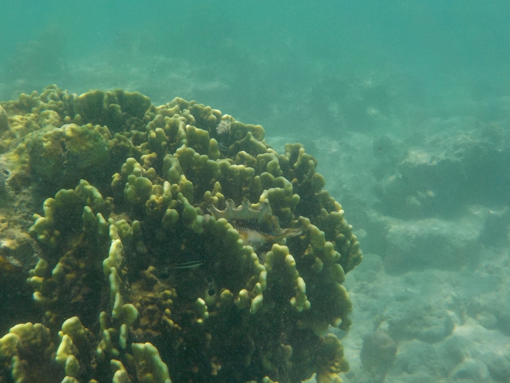 Fire Coral