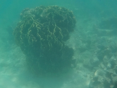 Millepora exaesa